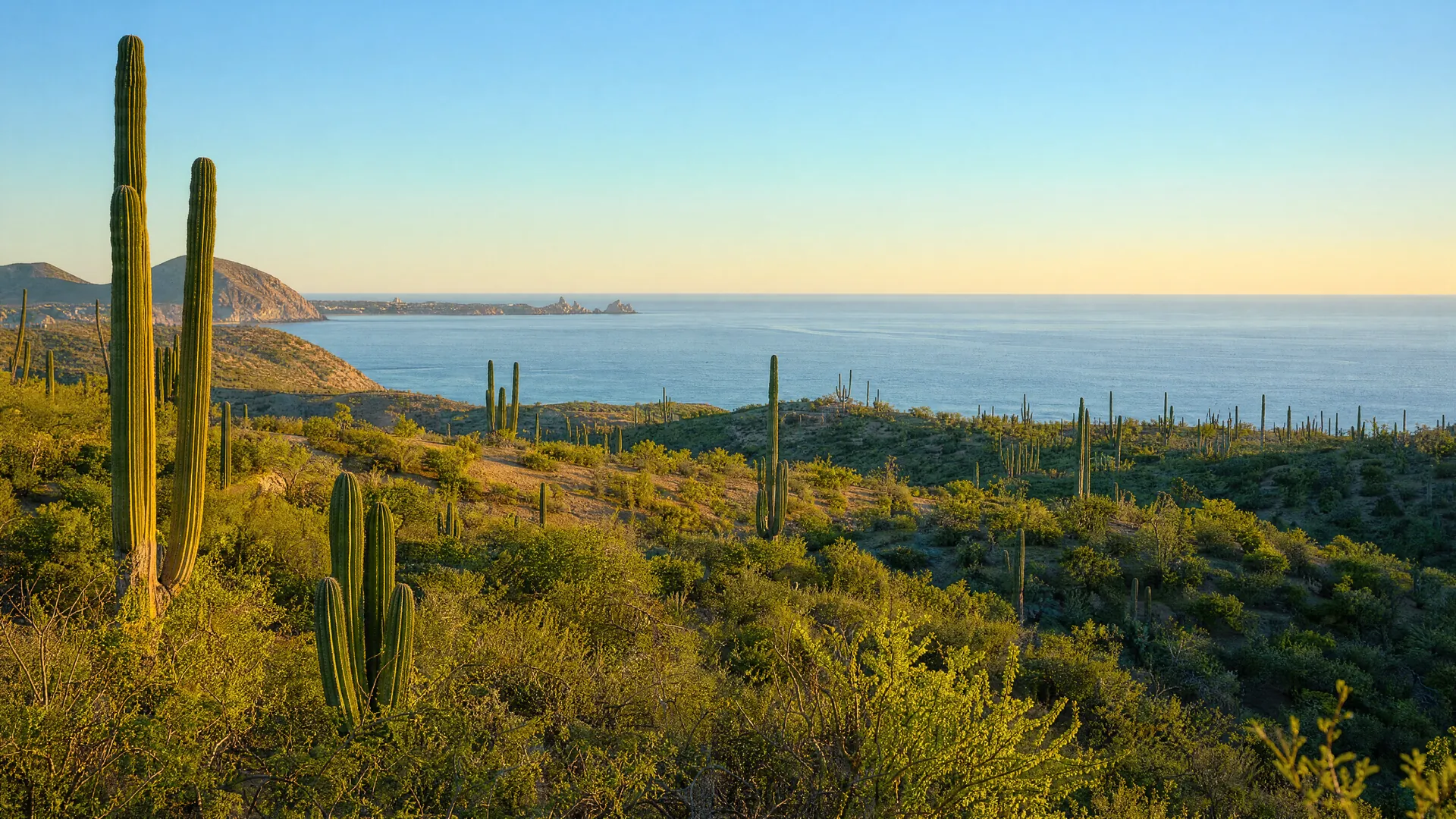 Paisaje de matorral y cardones cerca de San José del Cabo al amanecer