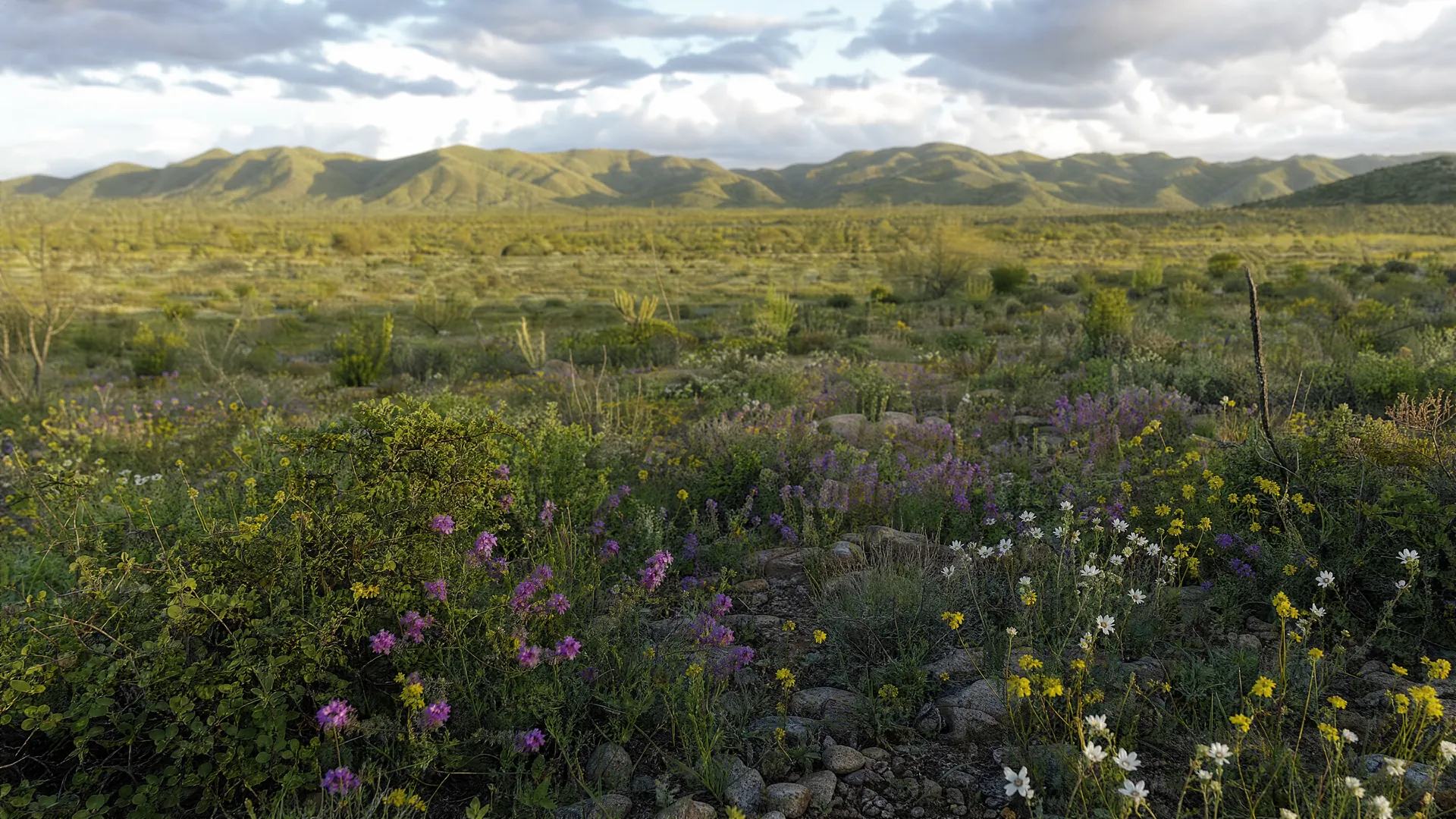 Flores silvestres y matorral del desierto con luz de tarde en el sur de Baja California