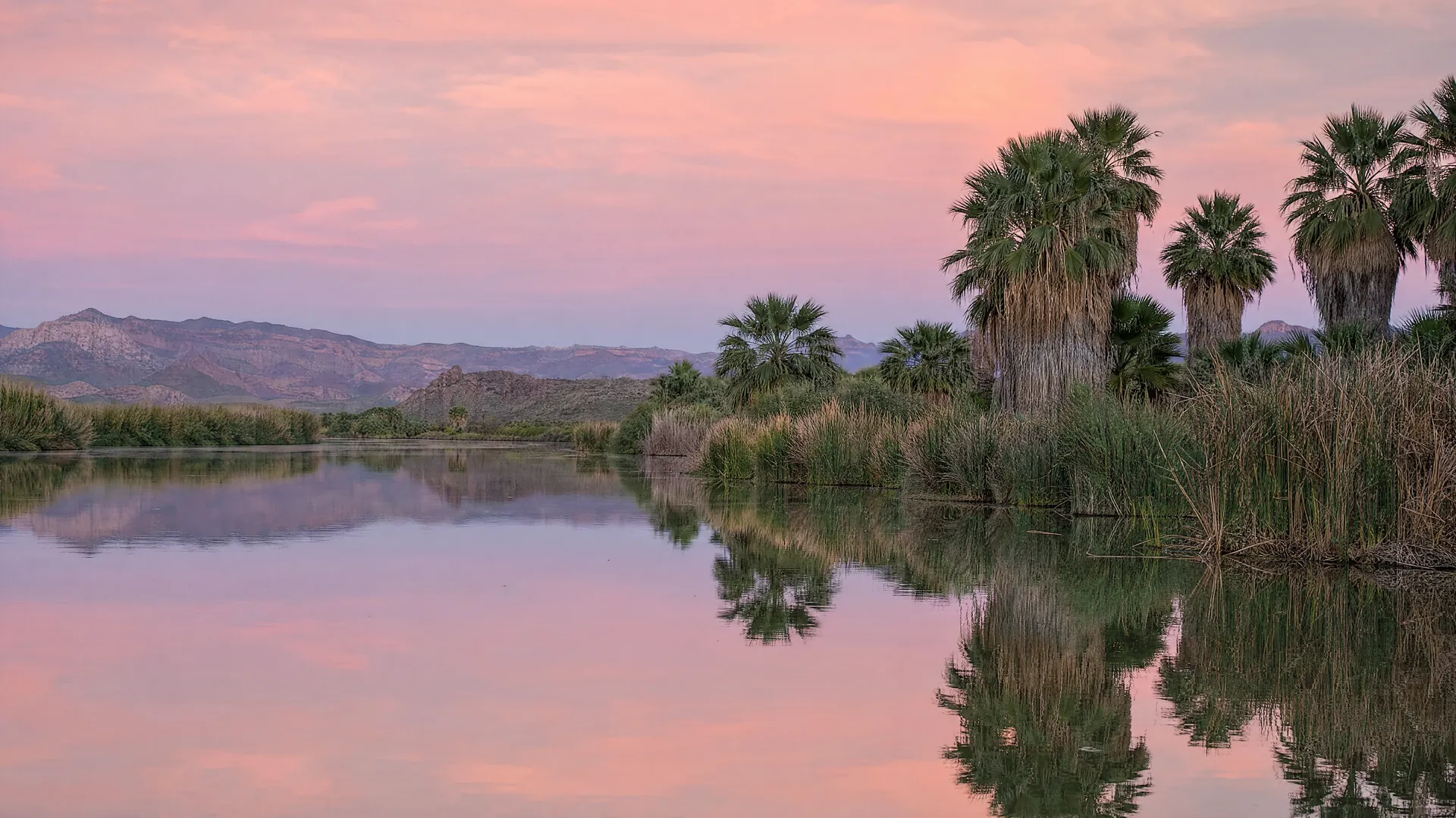 Estero con carrizos y palmas al amanecer en el sur de Baja California