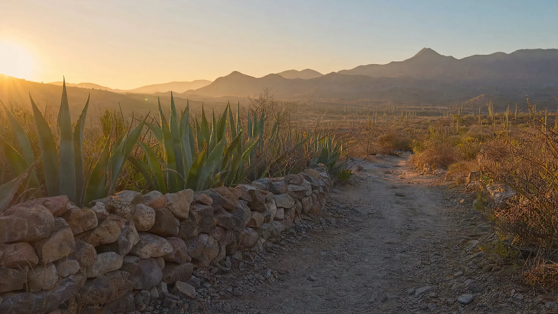 Muro bajo de piedra con agaves y un sendero de tierra al amanecer