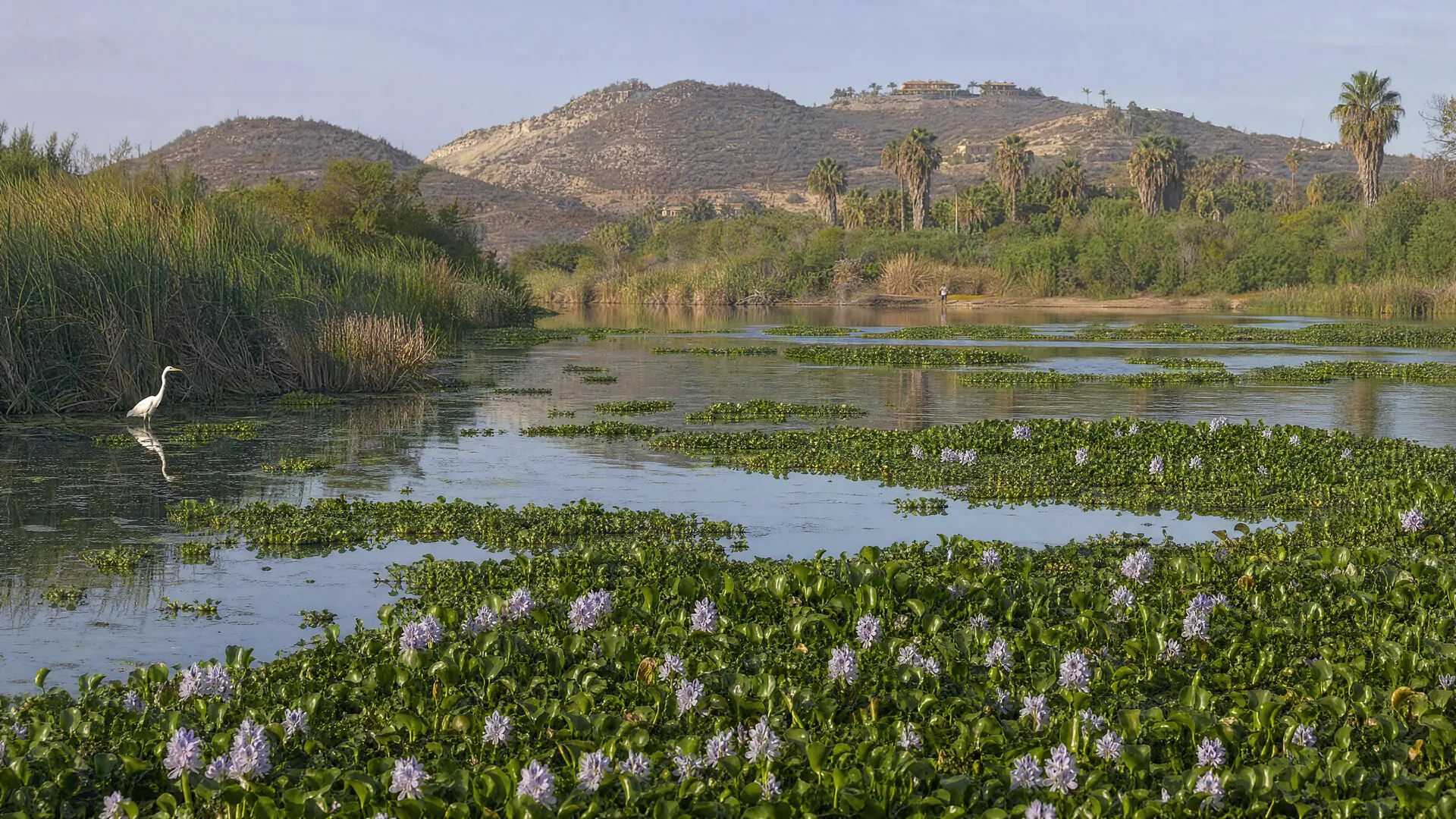 Estero con el espejo de agua parcialmente cubierto por lirio acuático, carrizos, palmas y una garza blanca bajo luz matutina.
