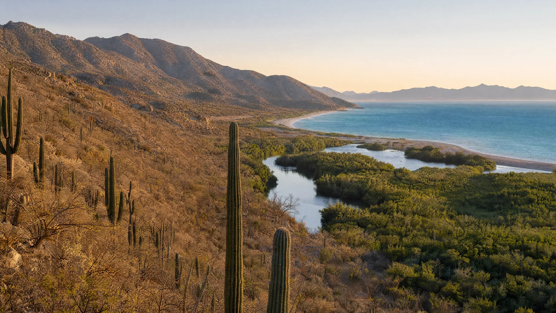 Paisaje de Baja California Sur con cardones, manglar y el Golfo de California bajo la luz dorada de la mañana.