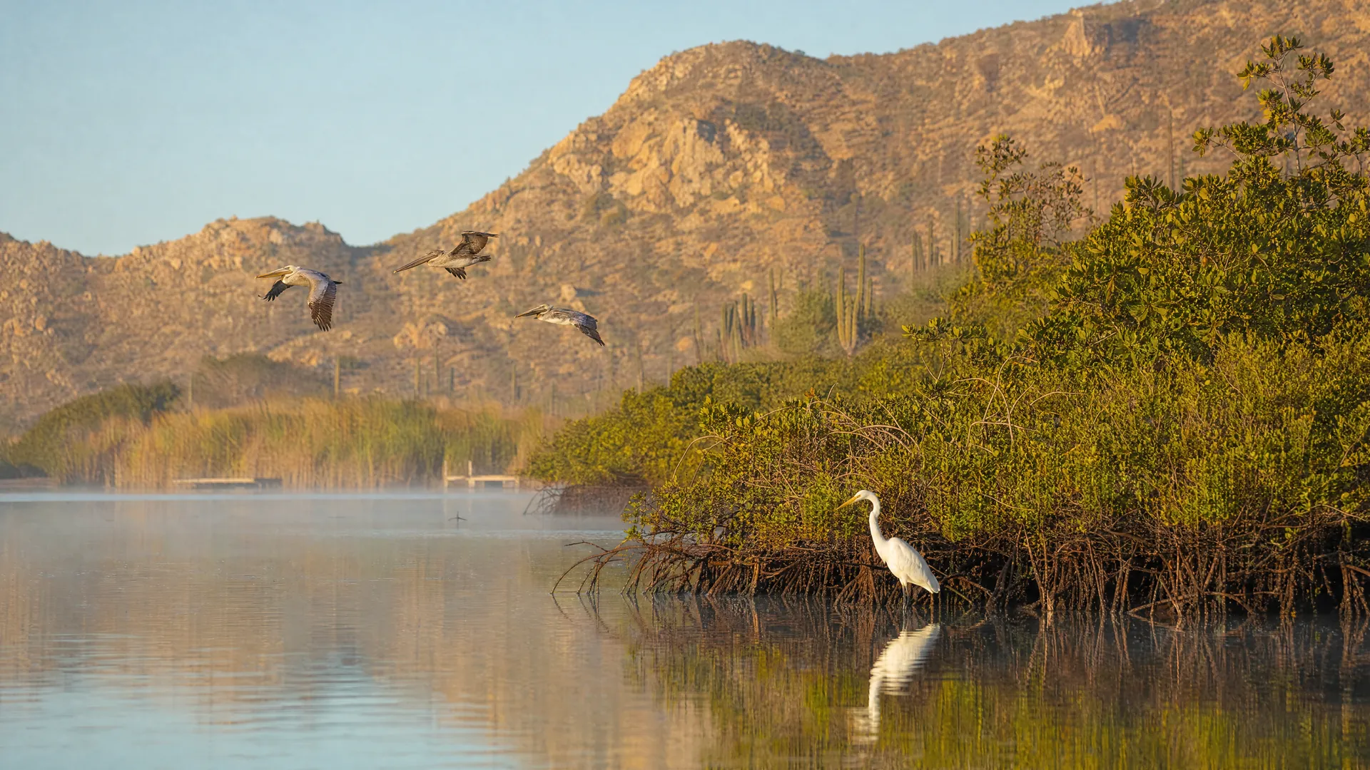Garza blanca en un estero con manglares al amanecer, pelícanos en vuelo y cerros desérticos con cardones en Los Cabos