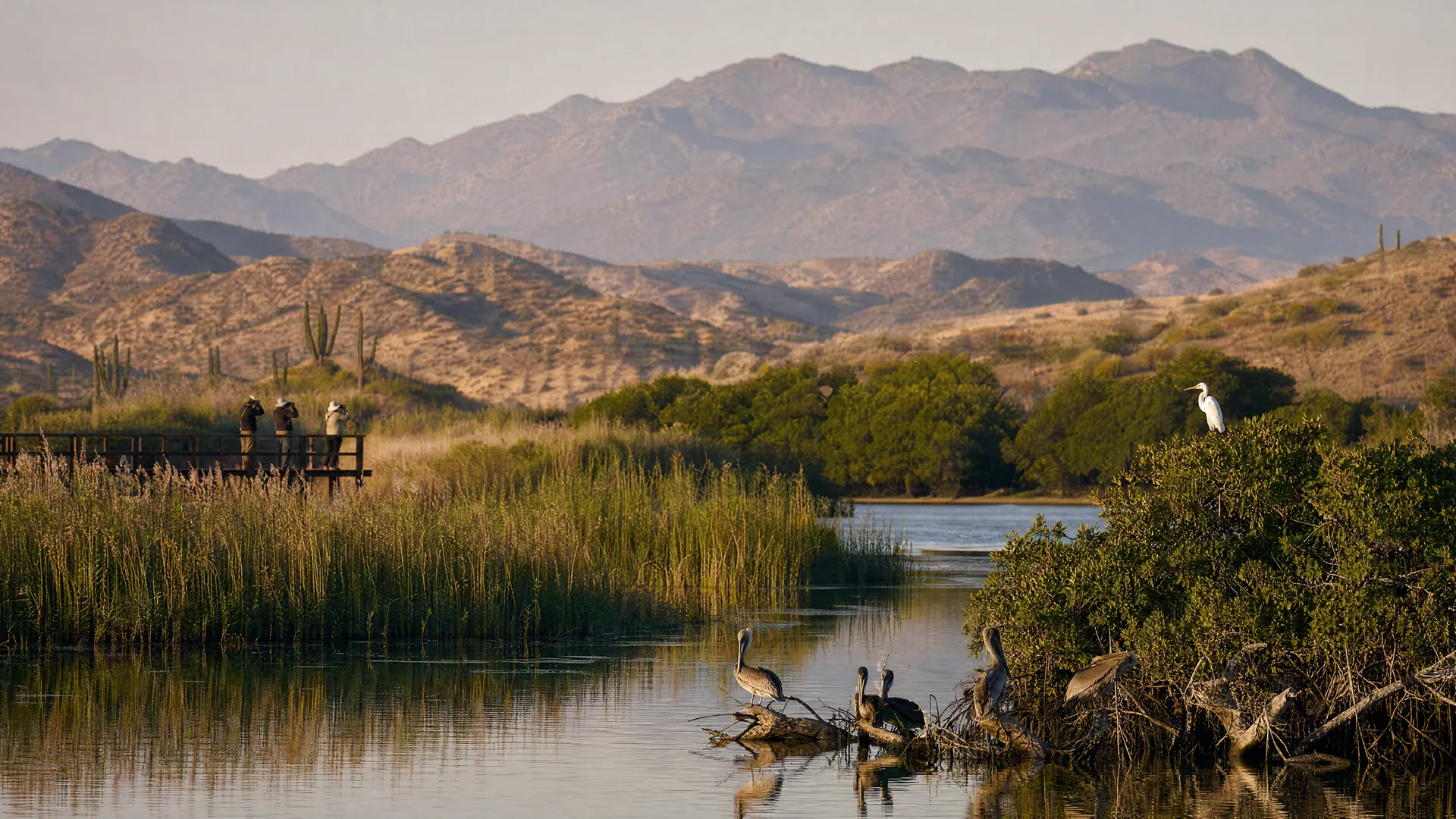 Garza y pelícanos en un estero con manglares de Los Cabos al amanecer, con pequeñas figuras observando aves desde un andador de madera.