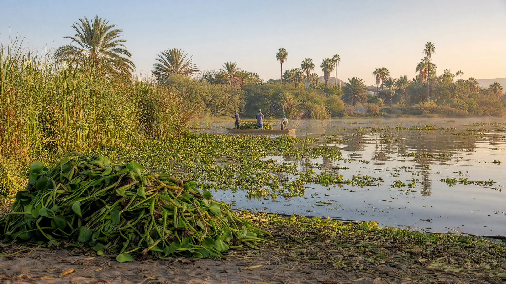 Estero de San José del Cabo con lirio acuático flotando entre carrizos y palmas, y una pequeña lancha con trabajadores a lo lejos retirando plantas